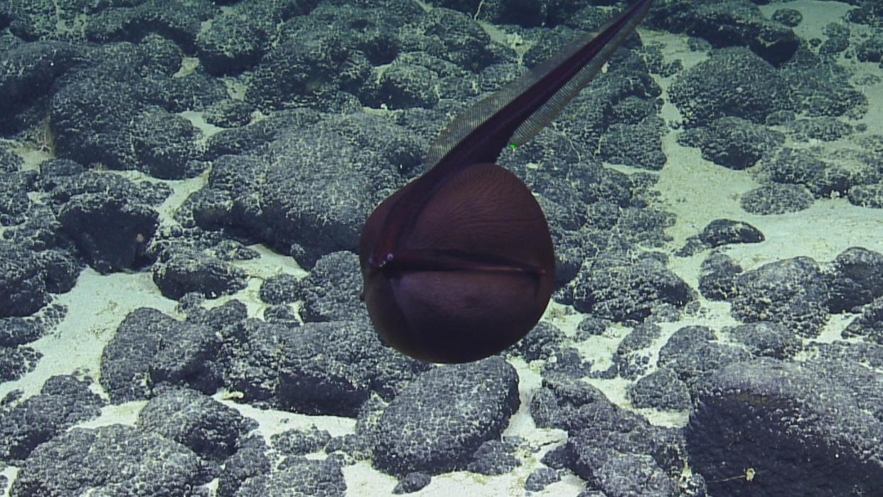 Ein Pelikanaal in den Gewässern vor Hawaii. Foto: OET/Nautilus Live