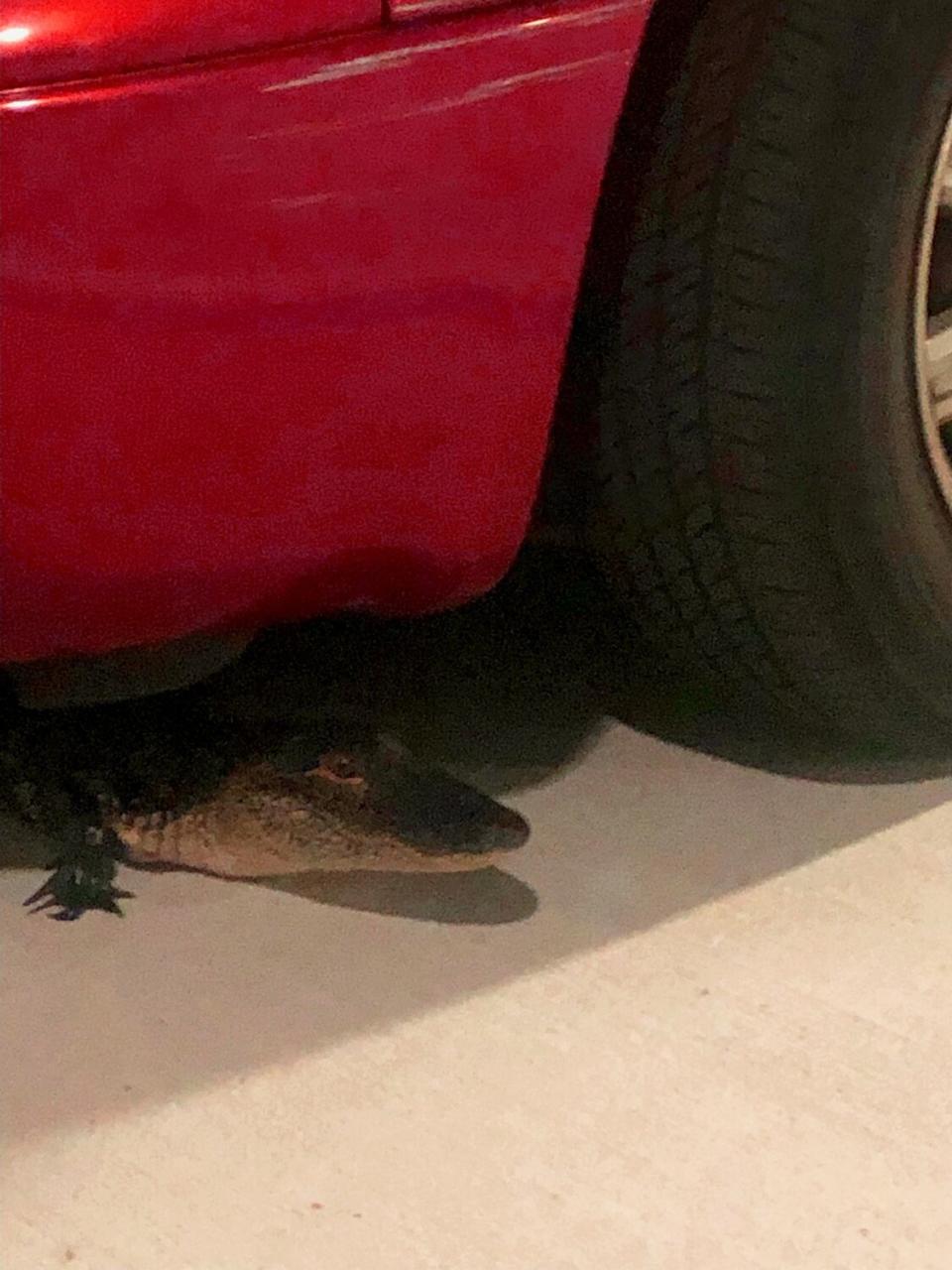 Alligator is Found Hidden in Garage