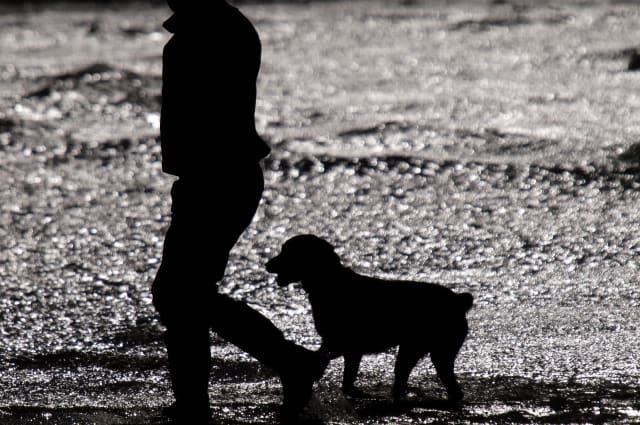 Chris Packham joins Instow beach dog ban row