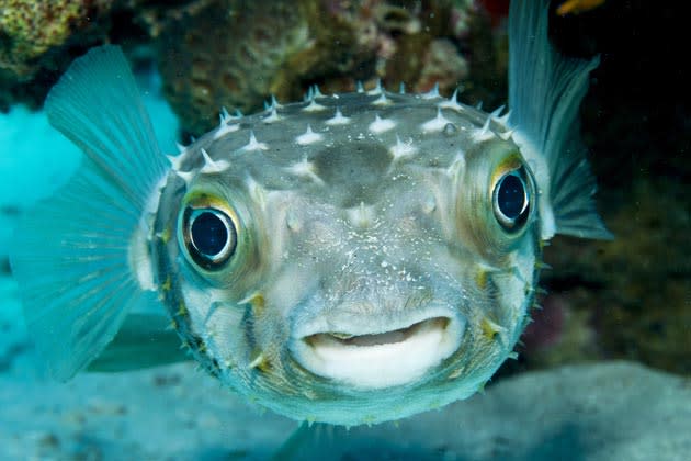 Adrenalin-Junkies aufgepasst: Diese Delikatesse hat eine Nervenkitzel-Garantie! Denn falsch zubereitet kann Kugelfisch tödlich sein. Deswegen sollte man einem „Fugu“ auf dem Teller auch nur trauen, wenn er von einem speziell ausgebildeten Koch zubereitet wurde. Ein „Fugu“-Abendessen könnte nicht nur die Henkersmahlzeit sein, es ist auch nicht ganz günstig: Ein Kilogramm kostet um die 250 Euro. (Bild: fotolia)