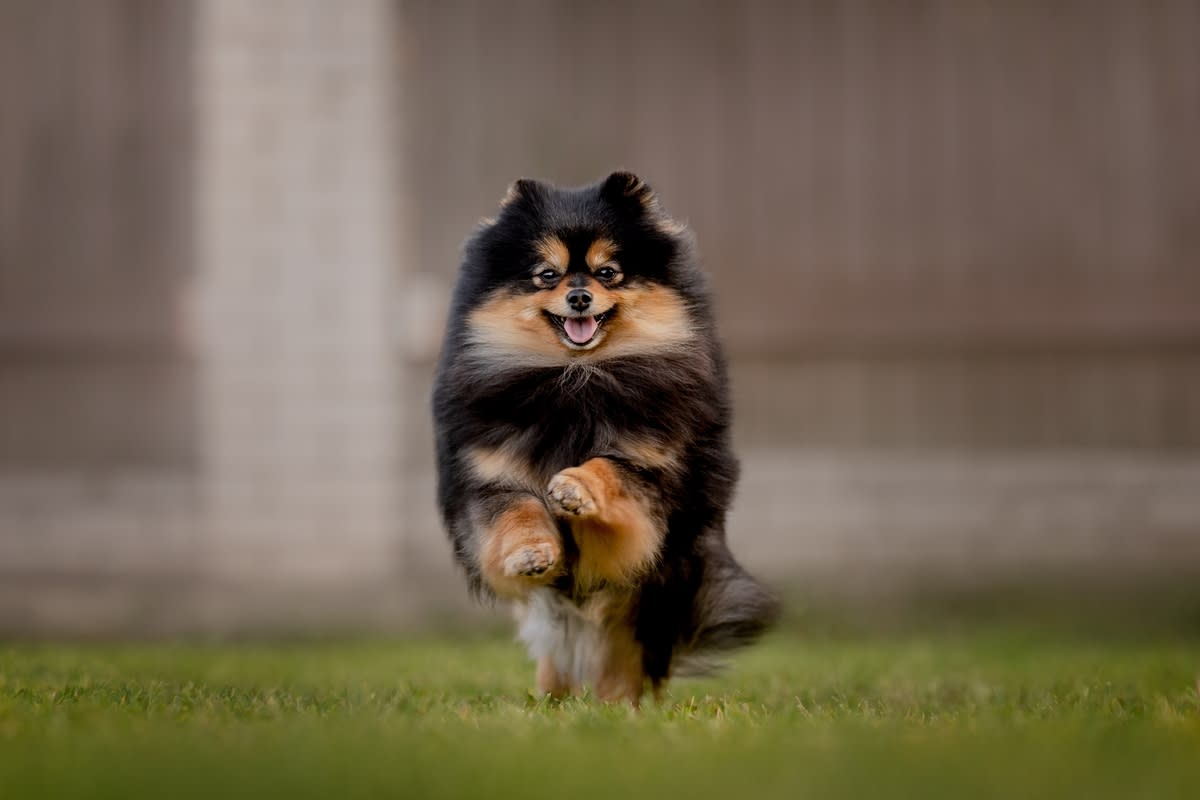 A happy Pomeranian running<p>Madzik Maria via Shutterstock</p>