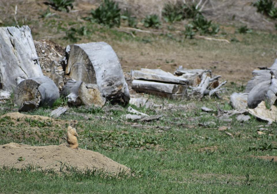 A prairie dog sits at its hole Monday near where a contractor for the city illegally graded part of a large prairie dog colony at the northwest corner of College Avenue and Trilby Road in Fort Collins.
