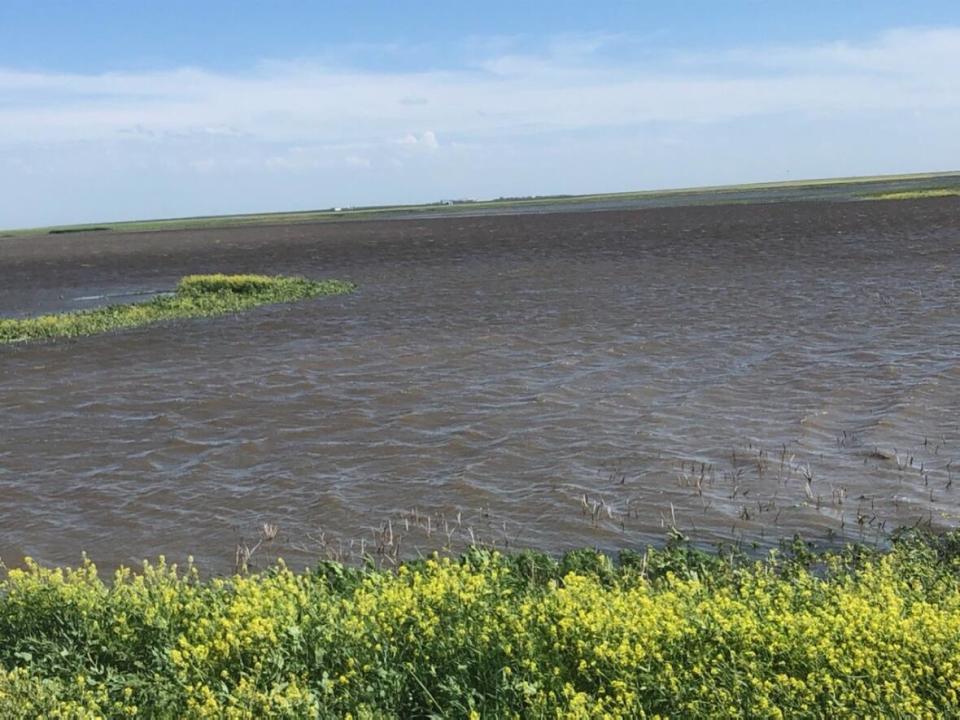 Cropland across the rural municipality of Lajord has been ruined by recent flooding, prompting the declaration of a state of emergency from community officials. (Todd Lewis - image credit)