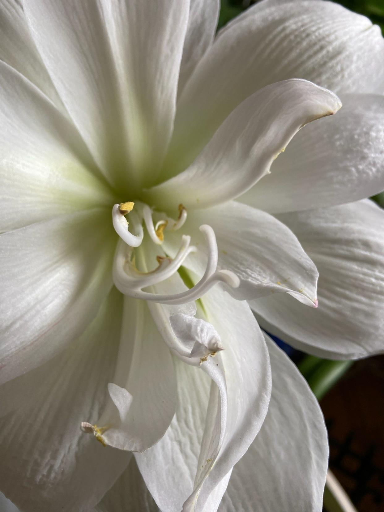 Meet "White Nymph" up-close and personal, a double white amaryllis with 10-inch wide blooms.
