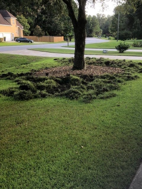 Feral hogs dug up the ground around trees in Paula Maplesden's front yard in Georgetown.