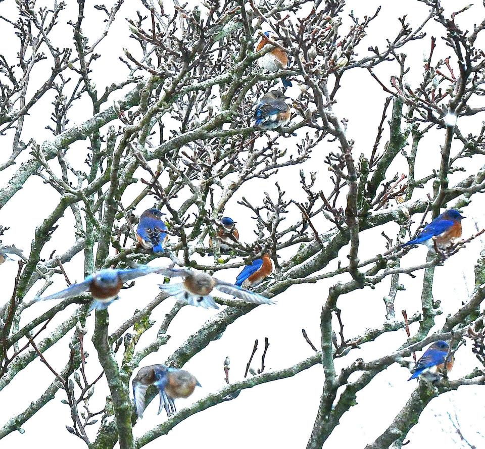 Bluebirds gather near the backyard feeders maintained by Mark Blum of Galion. Blum enjoys photographing the birds, which visit in large numbers on cold winter days.