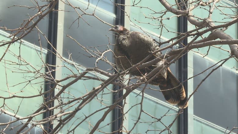 Wild turkey turning heads in downtown Ottawa