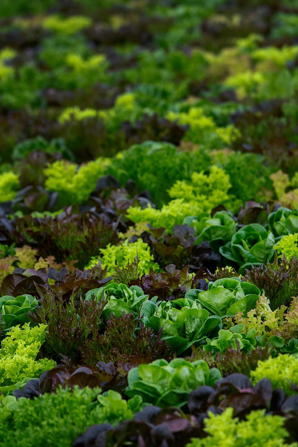 Hydroponic lettuce grows in a greenhouse on the Biltmore Estate, September 13, 2023.