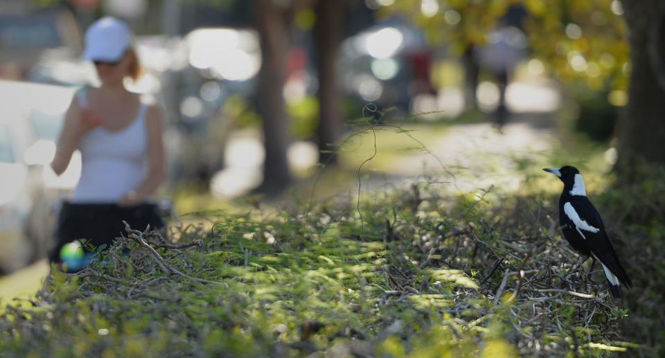 Australia's magpie swooping hotspots have been revealed. A magpie sits as a woman walks past in Sydney. Source: Getty Images (File pic)