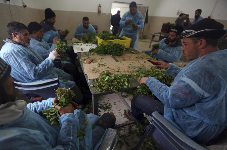 In this Sunday, Feb. 2, 2014 photo, Palestinians sort mint at a farm in al-Qarara, Gaza Strip. Israel bars virtually all exports from Gaza, as part of punitive policies against the territory’s ruling Islamic militant group Hamas, but makes an exception for some fresh produce, allowing export abroad, but not to Israel and the West Bank, traditionally Gaza's main market. Israel has cited security reasons for its export restrictions, but critics say that once goods are allowed out of Gaza after having undergone security checks, there's no reason to limit the destinations they can be sent to. (AP Photo/Hatem Moussa)