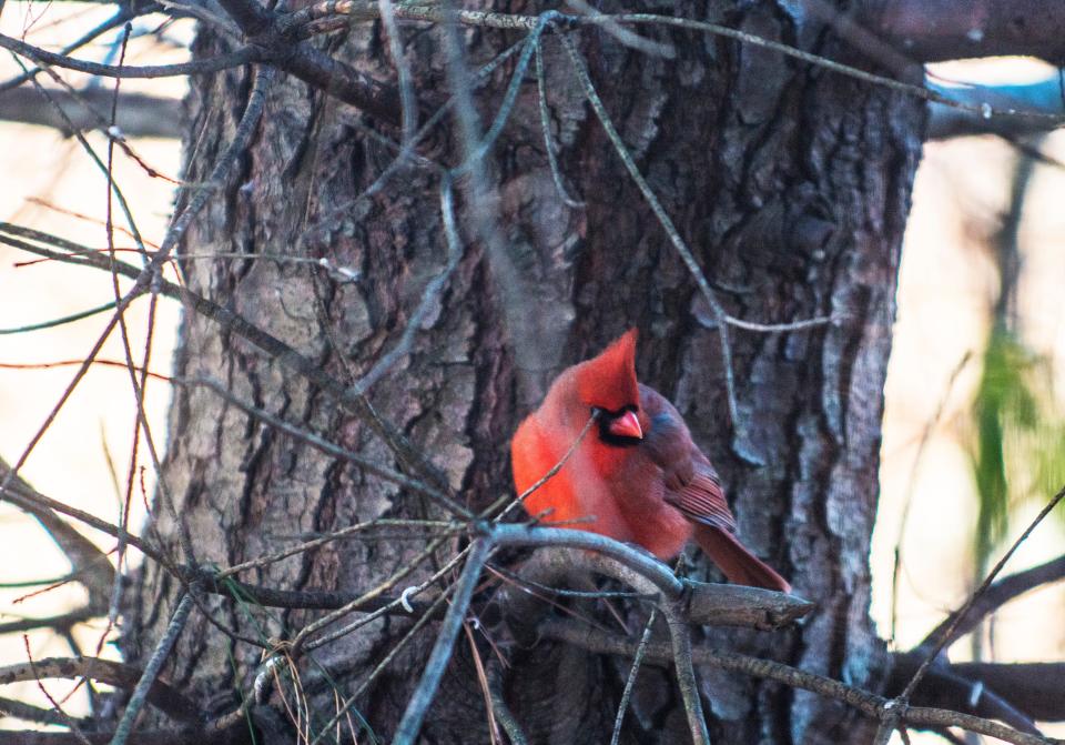 A male cardinal is seen near a bird feeder. The northern cardinal is third on the list of most seen birds at backyard feeders in April.