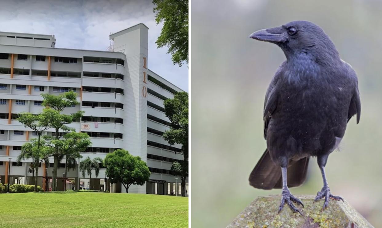 The crow attacks have sparked injury concerns among children or the elderly, according to local reports. (PHOTO: Google Maps)
