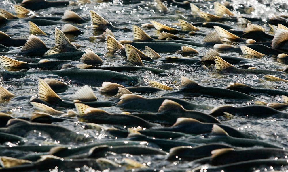 Thousands of pink salmon swim upstream to spawn in Valdez, Alaska.