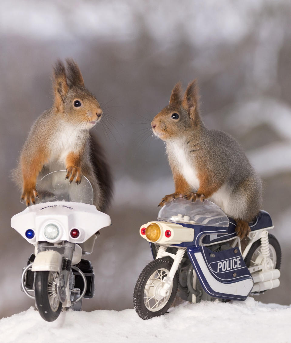 <p>These squirrels are going nuts for bikes. (Photo: Geert Weggen/Caters News) </p>