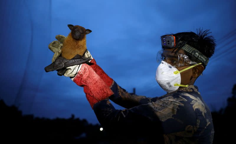 FILE PHOTO: A field lab assistant holds up a bat after catching it in a net to collect specimens for Nipah virus research in the Shuvarampur area of Faridpur