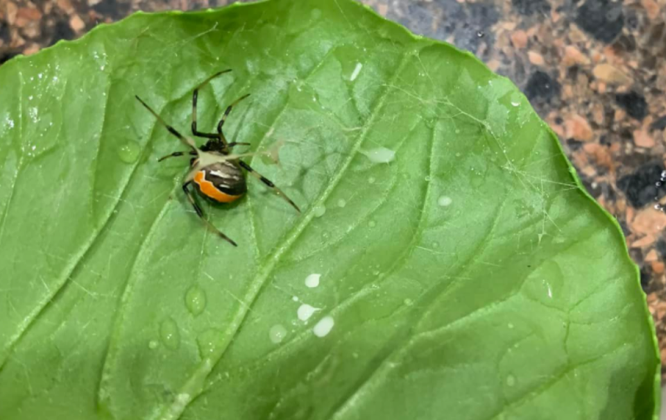 Aldi spider on bok choy