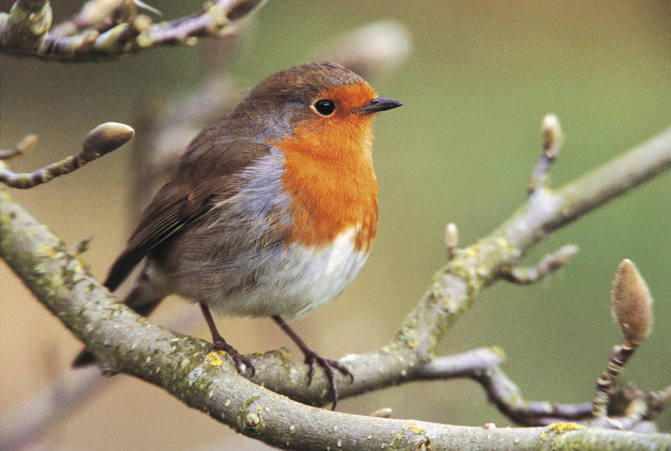 Fewer garden favourites may be in evidence in gardens in the warmer conditions (Andy Hay/RSPB/PA)