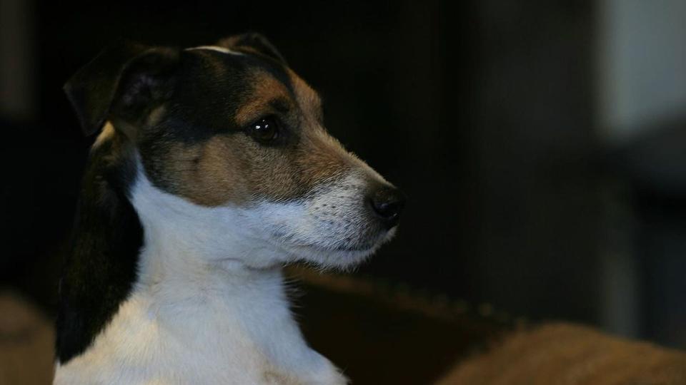 Monty Don's late Jack Russell Terrier, Barry