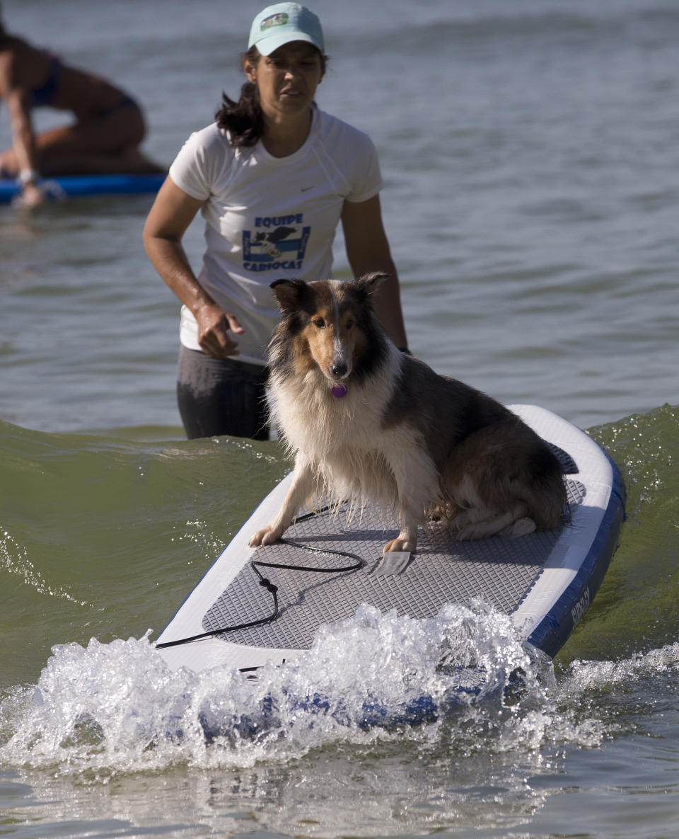 Daniella Costa watches her dog Lily ride a wave on a paddle board off Barra de Tijuca beach in Rio de Janeiro, Brazil, Thursday, Jan. 16, 2014. Costa is training her dog to accompany her as she stand-up paddle surfs, along with other paddle surfing dog owners preparing for an upcoming competition of paddle surfers who compete with their dogs. (AP Photo/Silvia Izquierdo)