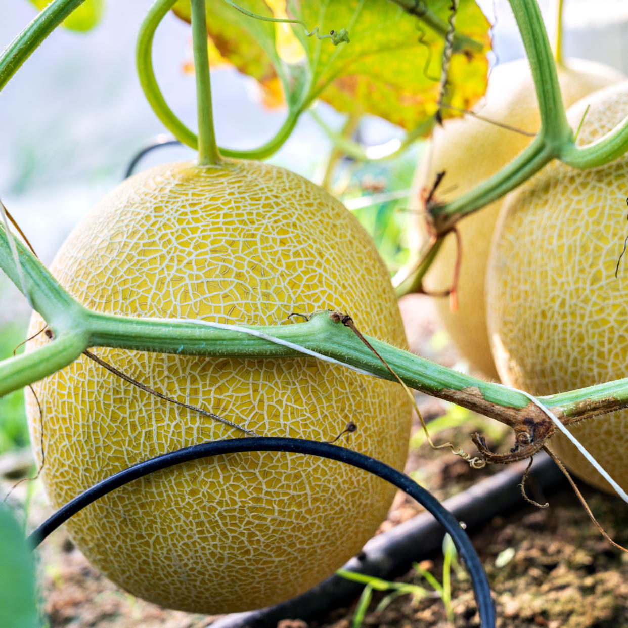  Melons growing in soil. 