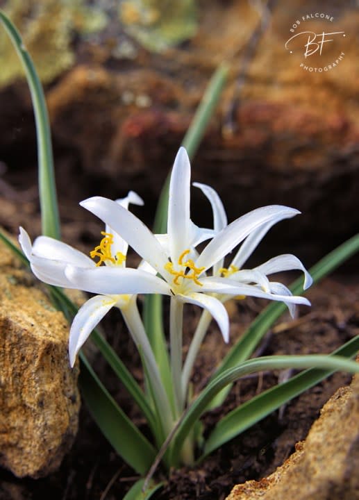 Sand Lily. Courtesy: Bob Falcone