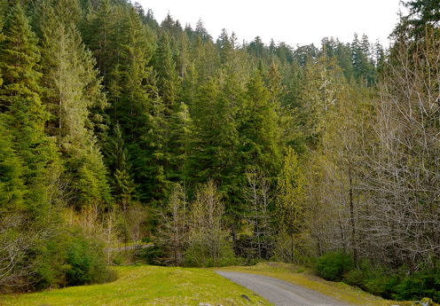 <span class="caption">Tongass National Forest, Alaska</span> <span class="attribution"><a class="link " href="https://www.flickr.com/photos/umnak/7219373002/in/photolist-bZXb5j-S5pKHm-9LWn6p-9vreY4-pD81ZN-aEkPzL-6AvTmb-B8km79-9xGXiz-oxJ6gL-bHyCTz-J7uXtm-f5NmD8-d96oHf-8WZ2ET-a1joTu-g8qKB3-eUR1U2-eV3cEm-eS4hAG-bVoUqg-buowbQ-gJv1wX-4NmDn3-8vvYLy-GjomD-5uP5Mx-fjJK4T-fxtXcL-7y2niq-qPnwbW-85d3tX-e1DLyB-auAjyq-c9EU25-pmEBzK-dLsYN9-eUQXQT-apzKTE-94K2S7-6C6qox-a1jokN-JPLGZ5-dWajMw-9zLS5n-a1gs3r-TWayB5-eT26u8-7q1yT5-9txgCh" rel="nofollow noopener" target="_blank" data-ylk="slk:Joseph/Flickr;elm:context_link;itc:0;sec:content-canvas">Joseph/Flickr</a>, <a class="link " href="http://creativecommons.org/licenses/by-sa/4.0/" rel="nofollow noopener" target="_blank" data-ylk="slk:CC BY-SA;elm:context_link;itc:0;sec:content-canvas">CC BY-SA</a></span>