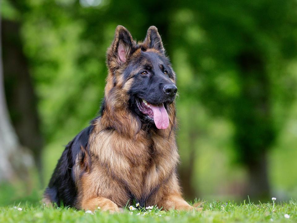 A German shepherd (iStock)