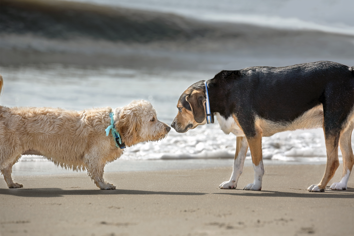 dogs greeting at the beach