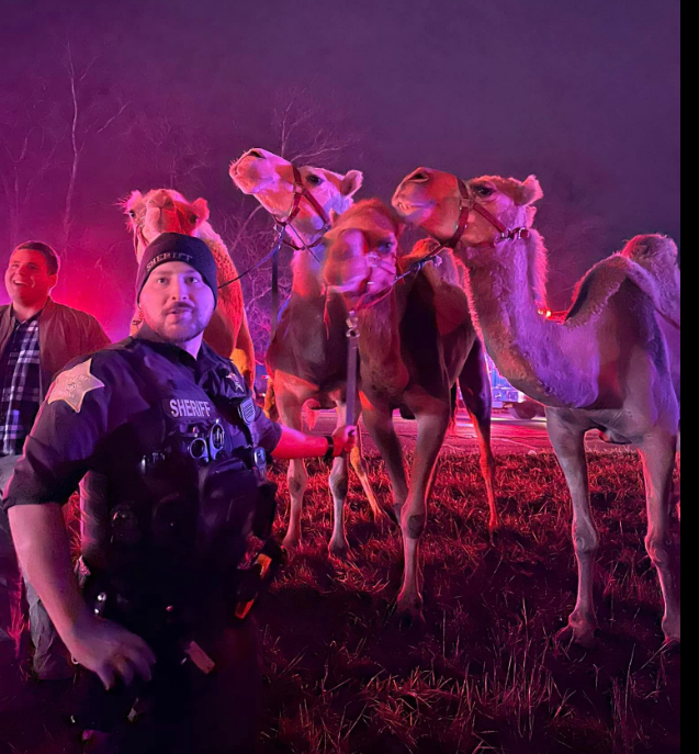 State police and sheriff deputies rounded up zebras and camels after a trailer fire on I-69