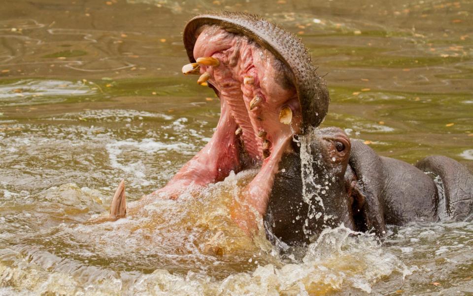 Hippopotamus canines can grow up to 50 cm long