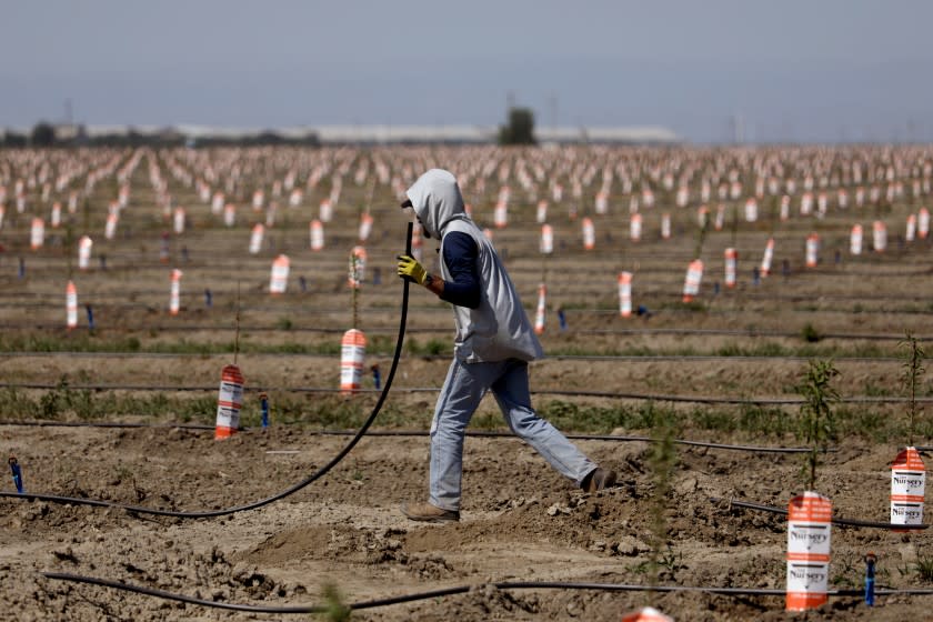 TULARE, CA - APRIL 21: A worker sets up irrigation lines to water almond tree rootstocks along Road 36 on Wednesday, April 21, 2021 in Tulare, CA. A deepening drought and new regulations are causing some California growers to consider an end to farming. (Gary Coronado / Los Angeles Times)