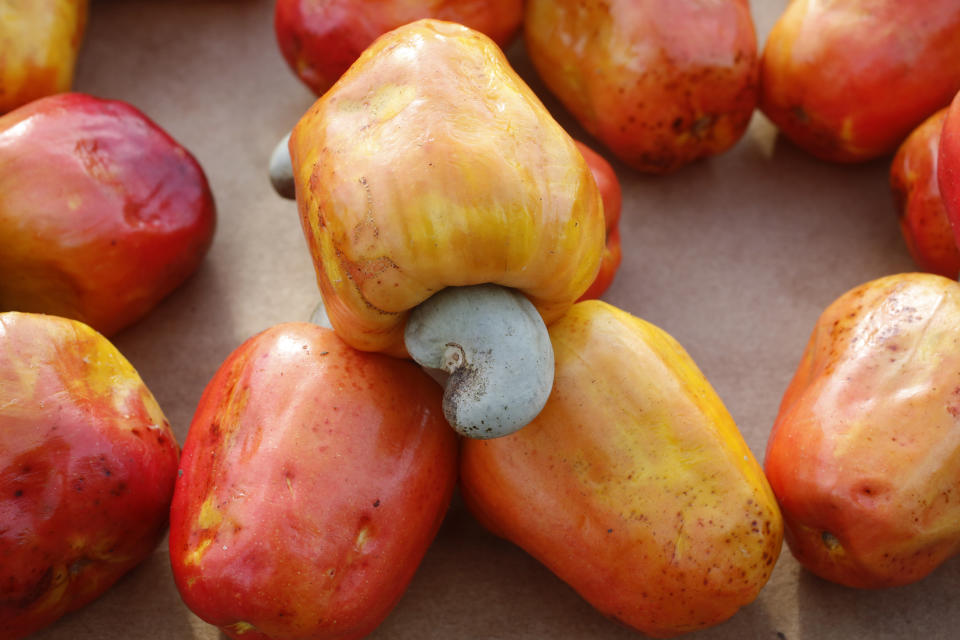 Am unteren Ende des Cashewapfels hängt die eigentliche Cashewfrucht, in der sich die Cashewkerne befinden