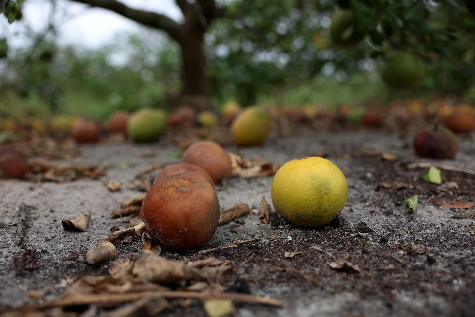 An unripe orange, surrounded by several rotten brown oranges.