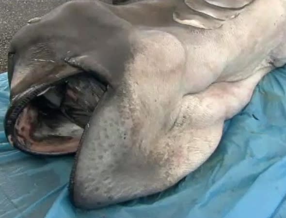 http://www.wptv.com/news/local-news/water-cooler/rare-megamouth-shark-caught-in-waters-off-japan