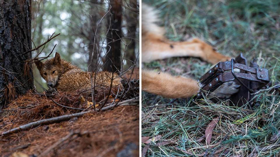 Left - a dingo soaking wet under a tree and caught in a trap. Right - a leg-hold trap on a wild dog.