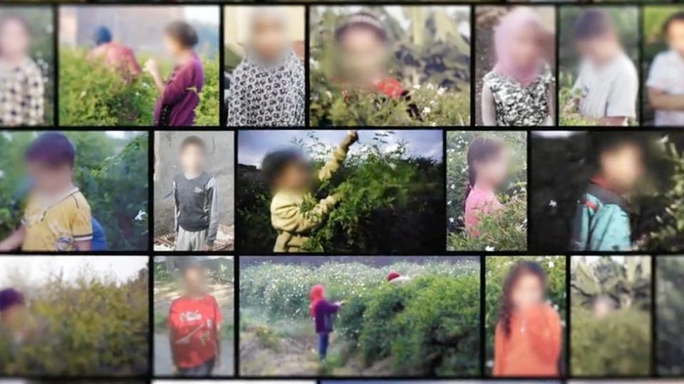 Montage of children harvesting perfume in Gharbia, Egypt