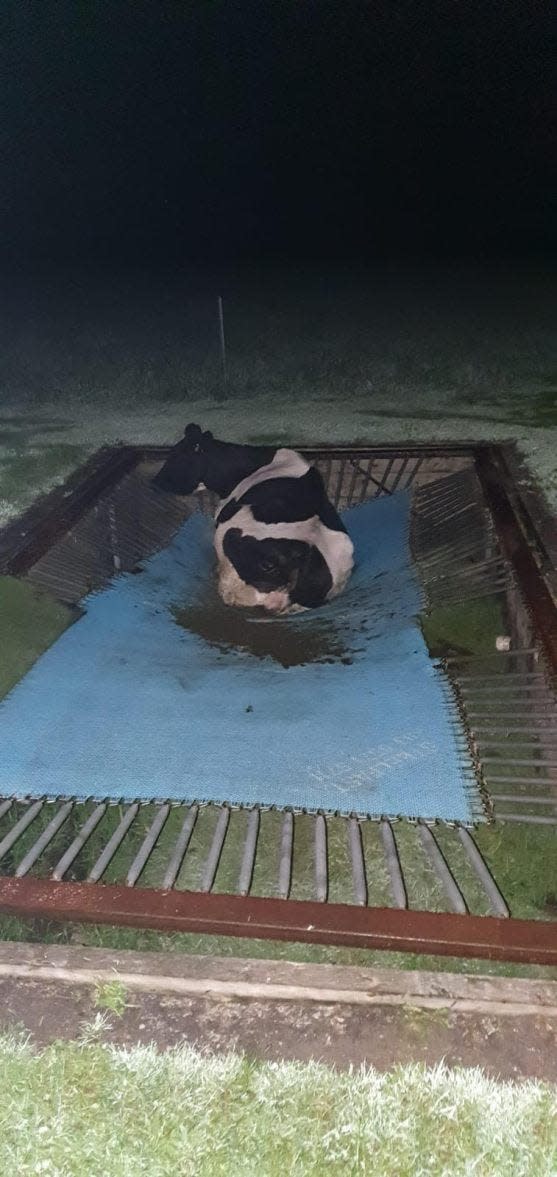 cow_trampoline