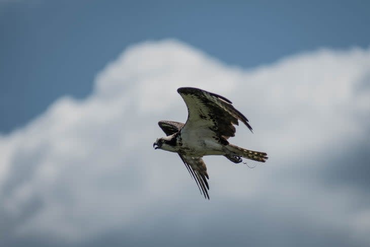 <span class="article__caption">Osprey. Photo Credit: Gordon Coates</span>