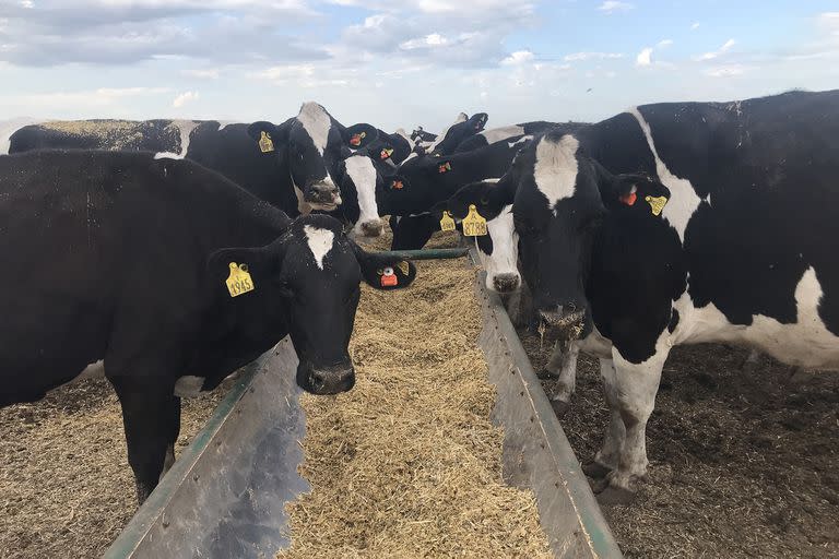 es una nota sobre Lecheria de precision las tecnologias que estan revolucionando la producción tambera. (Por ejemplo, sensores electronicos que permiten monitorear la calidad de la leche de las vacas o el la temperatura y el peso corporal de los animales)
CARAVANA PP en vacas
2022