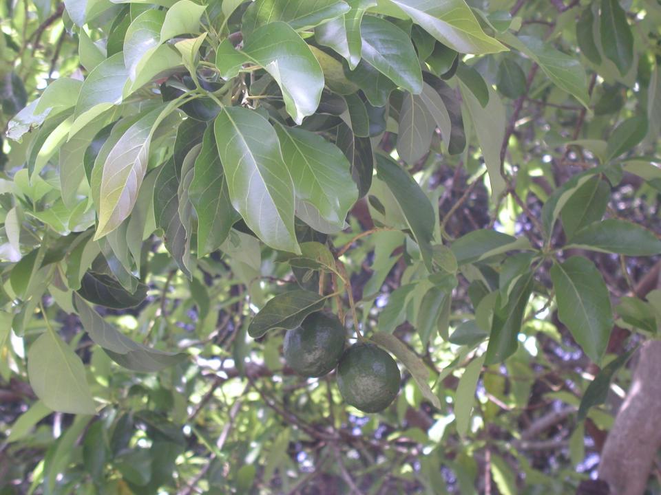 Take steps to protect your avocado trees from laurel wilt | Sally Scalera