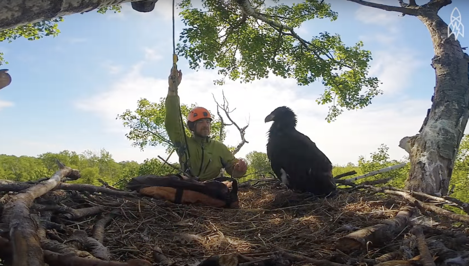 A giant eagle's nest