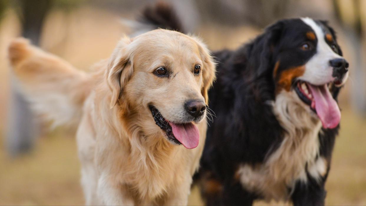  Golden retriever and Bernese mountain dog. 
