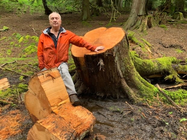 North Cowichan resident Larry Pynn has discovered a growing number of sites where massive red cedar and Douglas fir trees have been cut down inside a municipal forest reserve.  (Briar Stewart/CBC - image credit)