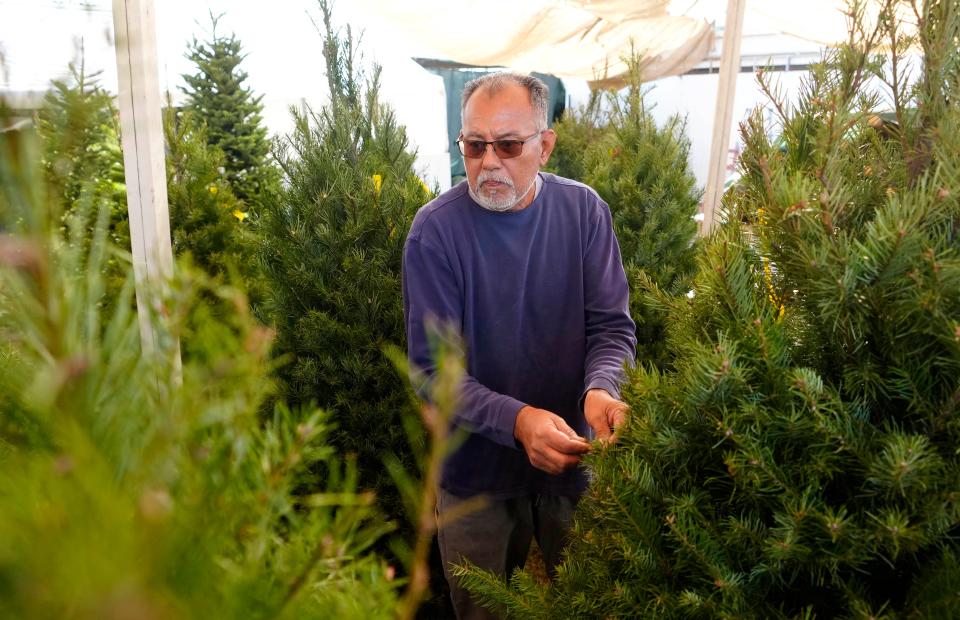 Jesse Salazar searches for a Douglas Fir Christmas tree to take home at the Muñoz Family Christmas Tree Lot on Nov. 30, 2023. Salazar has been coming to the lot for over 25 years.