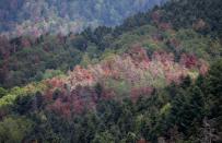 Trees turned red because of drought are seen in the Vosges montains near Masevaux