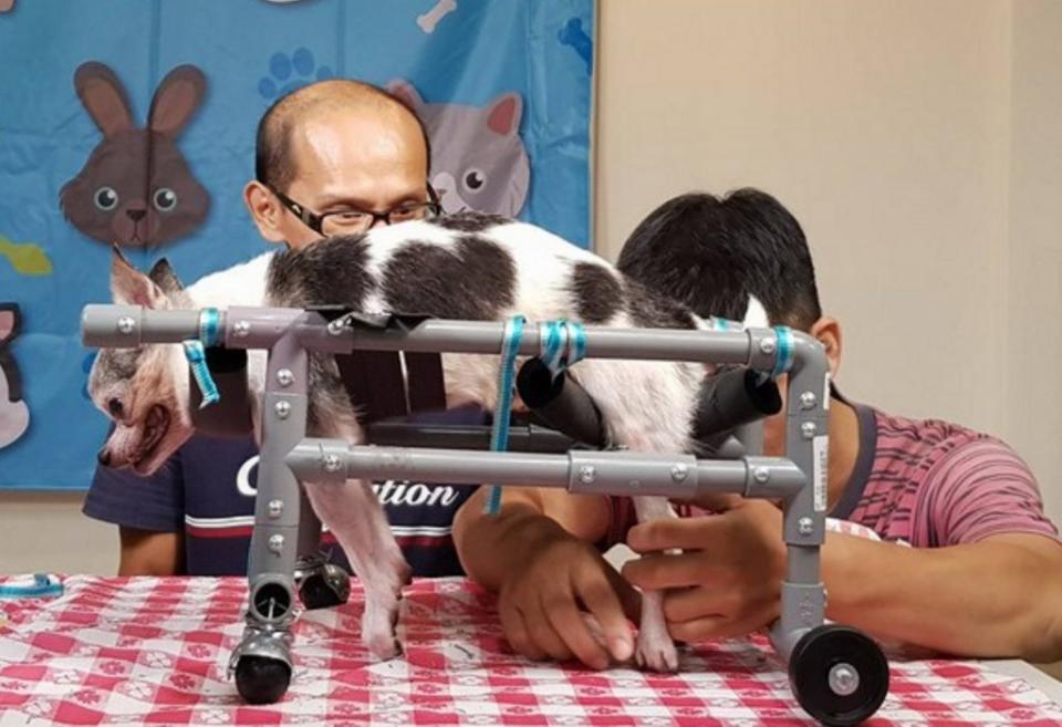 新北市府動保處開設「動物輪椅DIY」課程，協助民眾製作狗狗輪椅造福殘疾毛寶貝。（記者吳瀛洲攝）