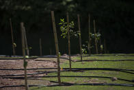 Saplings grow on an eco-corridor for the endangered Golden Lion Tamarin that crosses over an interstate highway in Silva Jardim, Rio de Janeiro state, Brazil, Thursday, Aug. 6, 2020. Once the trees grow, it will allow the primates to safely cross the busy highway bisecting one of the last Atlantic coast rainforest reserves. (AP Photo/Silvia Izquierdo)