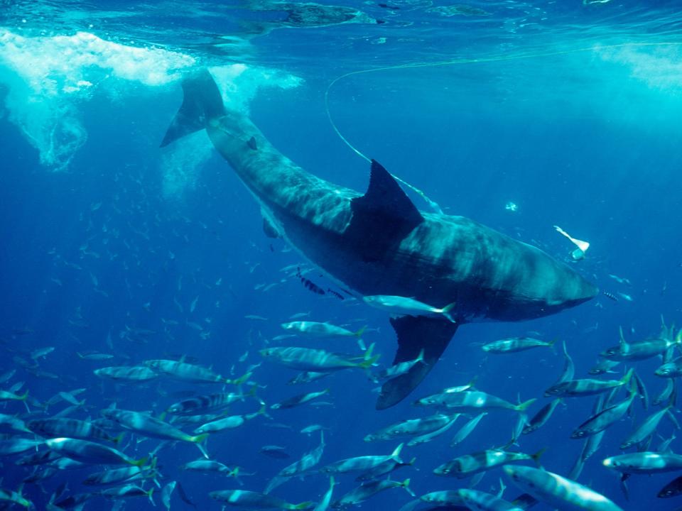 A great white in the Pacific Ocean.