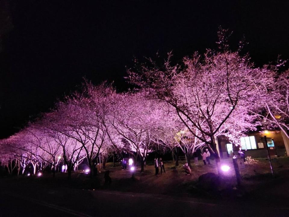 武陵農場櫻花季登場，白天可看櫻花，晚間還有夜櫻可賞，戀人、家人在夜櫻園區散步，彷彿一秒到日本賞櫻，相當浪漫。（記者陳金龍翻攝）