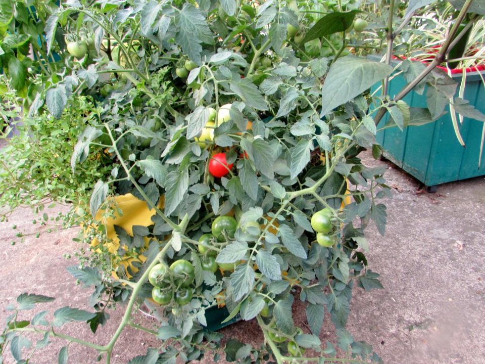 Tomato plants with leaves wilting at the bottom could be a sign of Fusarium wilt.